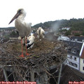 07_05-nest.jpg