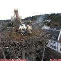 07_10-nest.jpg