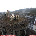 07_15-nest.jpg