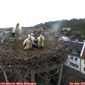 07_20-nest.jpg
