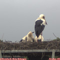07_25-mast.jpg
