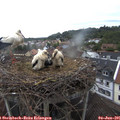 07_25-nest.jpg
