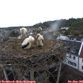 07_30-nest.jpg