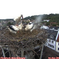 07_35-nest.jpg