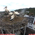 07_40-nest.jpg