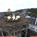 07_45-nest.jpg