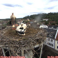 07_50-nest.jpg