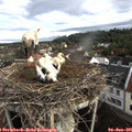 07_55-nest.jpg