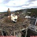 08_00-nest.jpg
