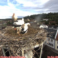 08_05-nest.jpg
