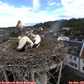 08_10-nest.jpg