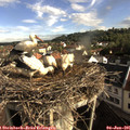 08_15-nest.jpg