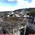 08_20-nest.jpg