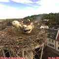 08_25-nest.jpg