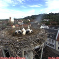 08_30-nest.jpg