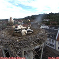08_35-nest.jpg
