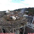 08_40-nest.jpg