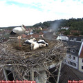 08_45-nest.jpg