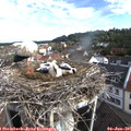 08_50-nest.jpg