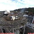 08_55-nest.jpg