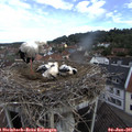 09_00-nest.jpg