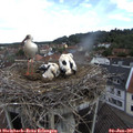09_05-nest.jpg