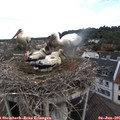 09_10-nest.jpg