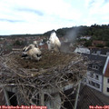 09_15-nest.jpg