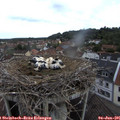 09_20-nest.jpg