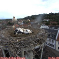 09_30-nest.jpg