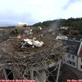 09_35-nest.jpg