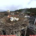 09_40-nest.jpg