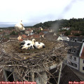 09_45-nest.jpg