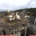 09_50-nest.jpg
