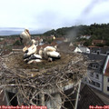09_55-nest.jpg