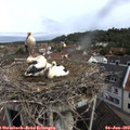 10_00-nest.jpg