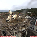 10_05-nest.jpg
