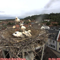 10_10-nest.jpg