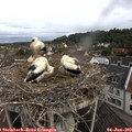 10_15-nest.jpg