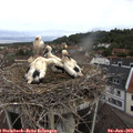 10_20-nest.jpg