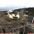 10_25-nest.jpg
