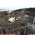 10_30-nest.jpg