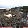 10_35-nest.jpg