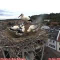 10_40-nest.jpg