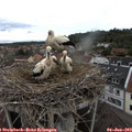 10_45-nest.jpg