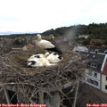 10_50-nest.jpg