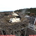 10_55-nest.jpg