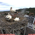 11_00-nest.jpg