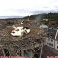 11_05-nest.jpg