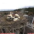 11_10-nest.jpg